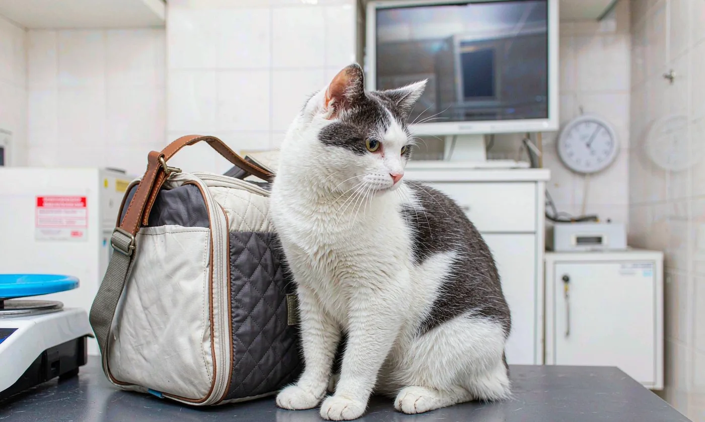 Cat Carrier Veterinary Clinic: Professional Use - detail view supplied by QUANZHOU JUNYUAN BAGS