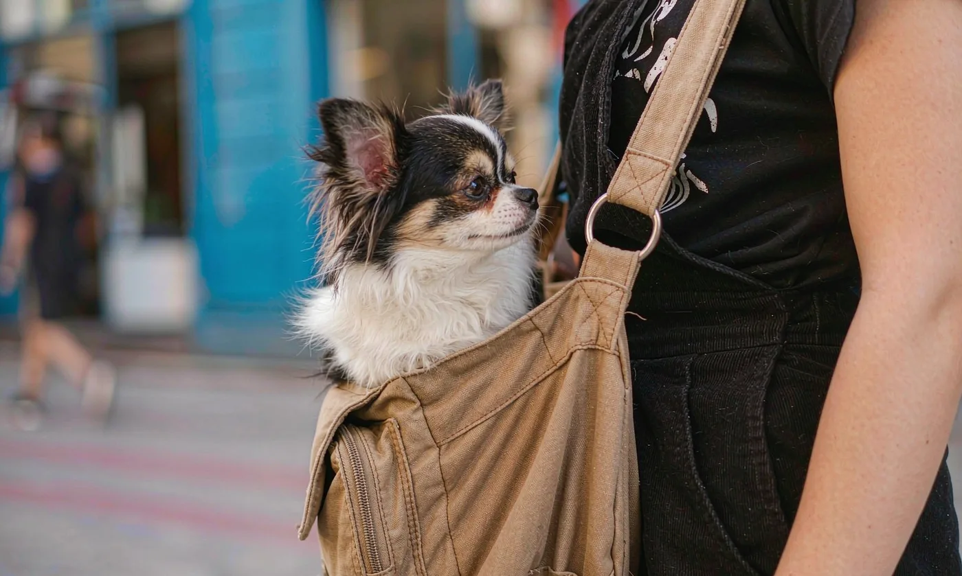 Dog Carrier Backpack for Chihuahuas: Breed-Specific - detail view supplied by QUANZHOU JUNYUAN BAGS