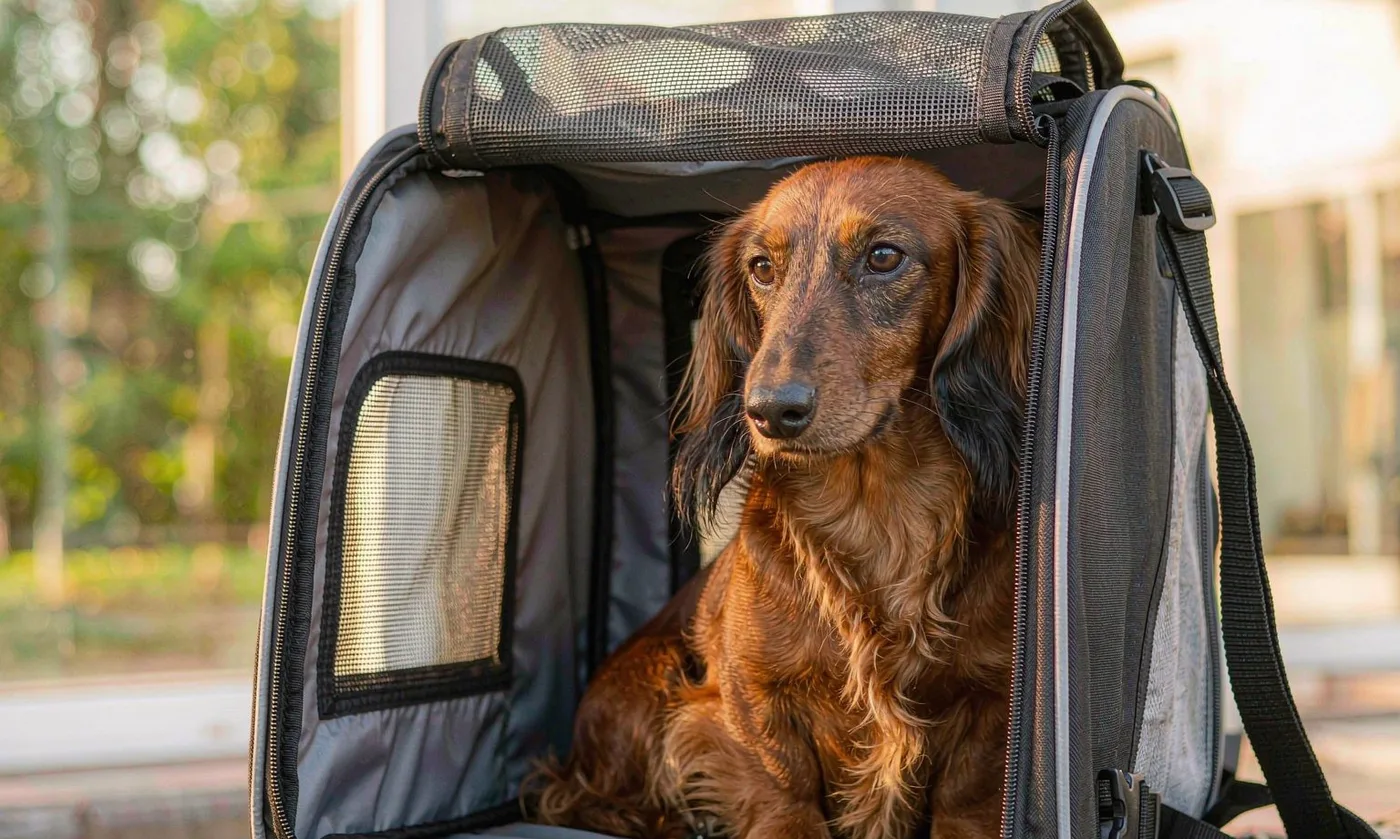Dog Carrier Backpack for Dachshunds: Long Body Desig - detail view supplied by QUANZHOU JUNYUAN BAGS