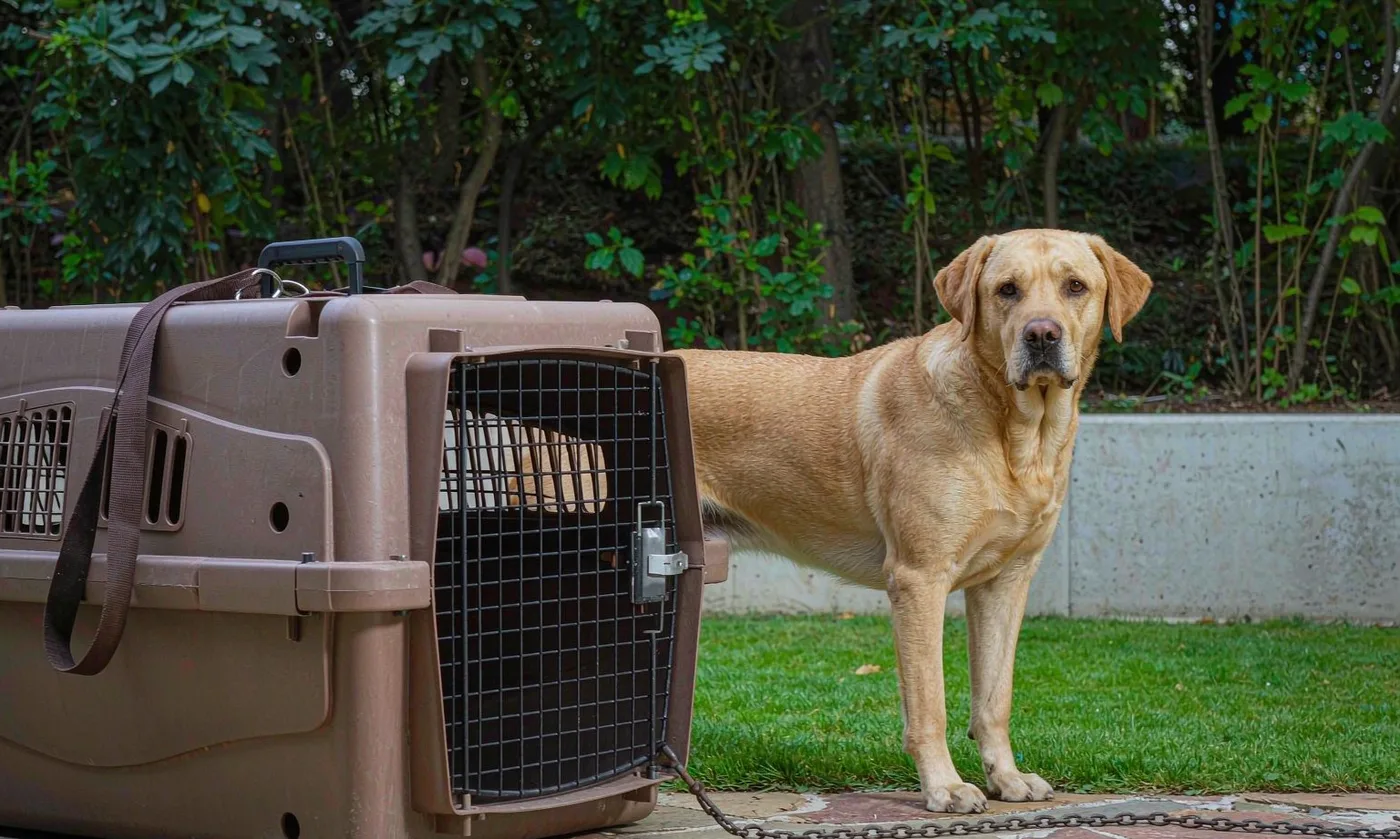 Dog Carrier Backpack for Mastiffs: Giant Breed - detail view supplied by QUANZHOU JUNYUAN BAGS